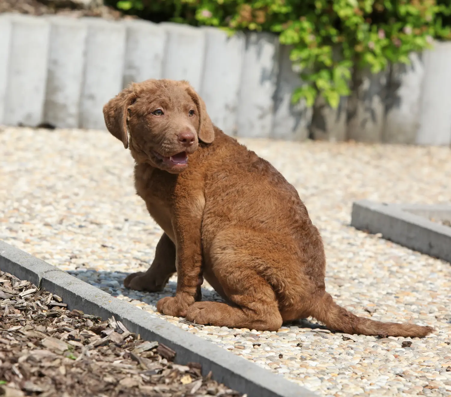 Zakup szczeniaka rasy Chesapeake Bay Retriever oznacza wzięcie na siebie odpowiedzialności! Kup szczenięta rasy Chesapeake Bay Retriever.