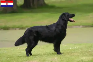 Read more about the article Hodowcy i szczenięta Flat Coated Retriever w Chorwacja