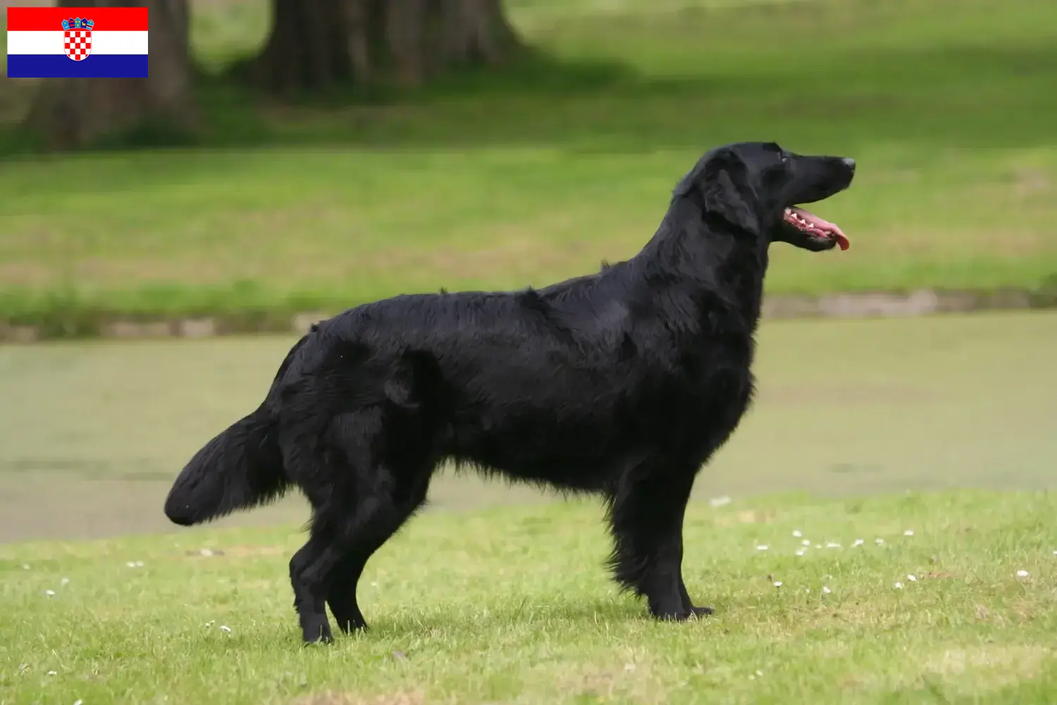 Flat Coated Retriever szczenięta i hodowcy Chorwacja Tutaj znajdziesz hodowców Flat coated retriever w Chorwacja.