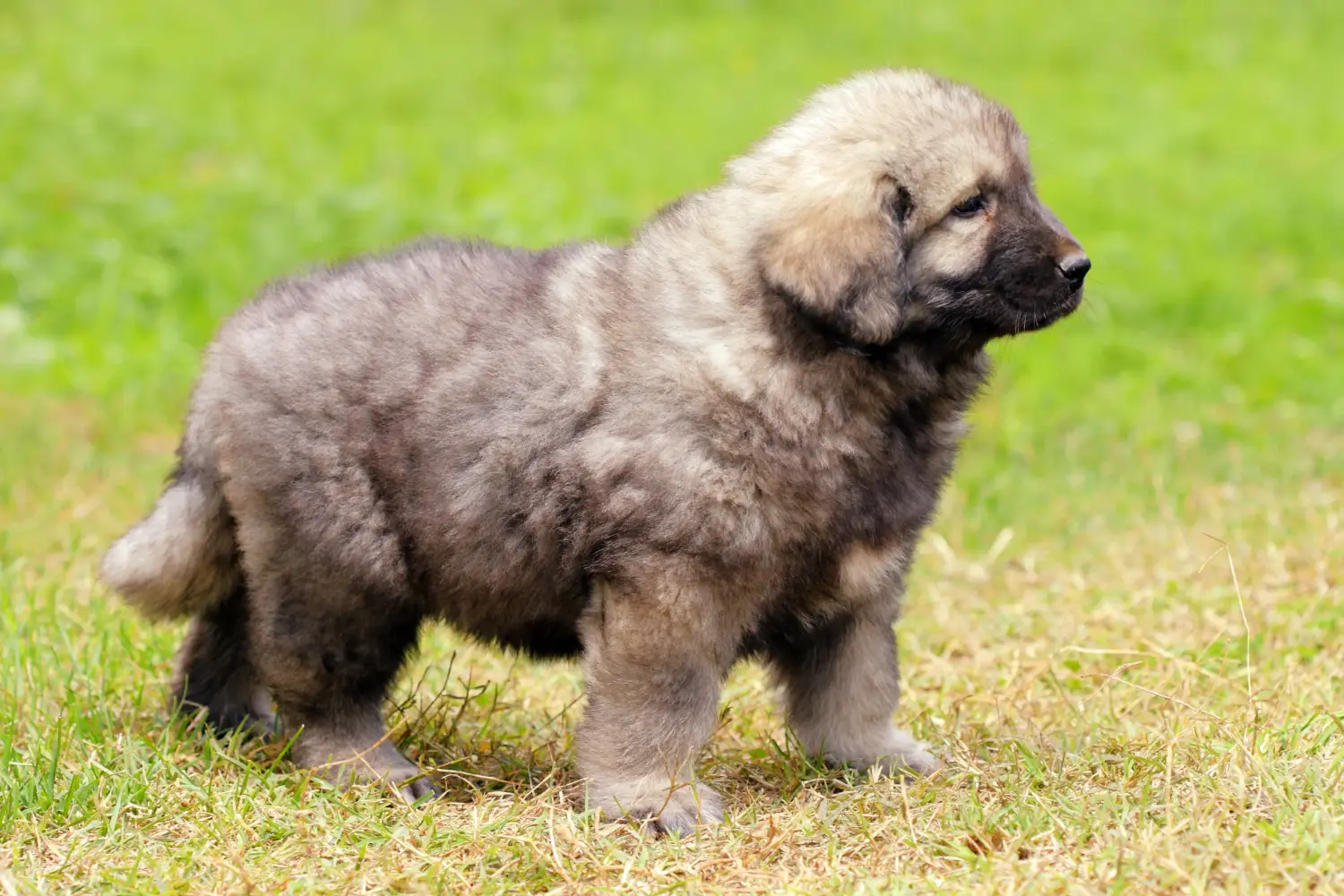 Kupno szczeniaka Šarplaninac oznacza wzięcie odpowiedzialności! Kup szczenięta Šarplaninac.