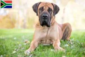Read more about the article Hodowcy i szczenięta Boerboel w Republika Południowej Afryki
