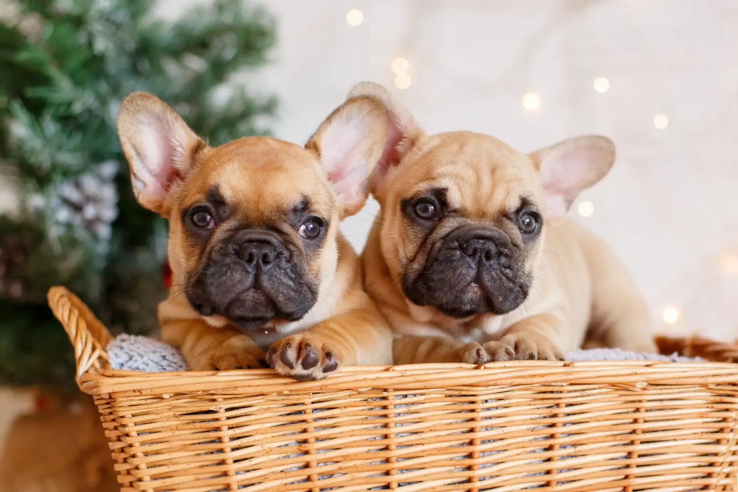 Kupno szczeniaka buldoga francuskiego oznacza wzięcie na siebie odpowiedzialności! Kup szczenięta buldoga francuskiego.