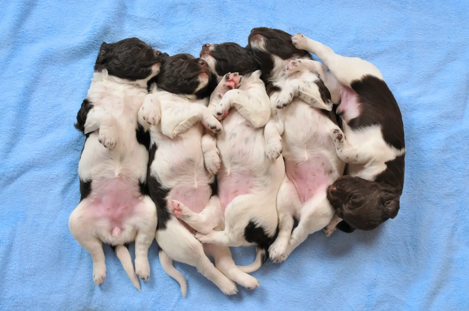 Kupno szczeniaka Kleiner Münsterländer oznacza wzięcie na siebie odpowiedzialności! Kup małe szczenięta Münsterländer.