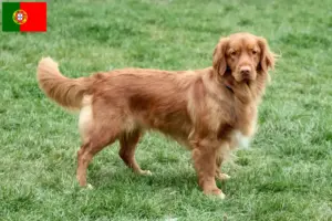 Read more about the article Nowa Szkocja Hodowcy i szczenięta Duck Tolling Retriever w Portugalia
