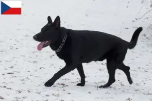 Read more about the article Hodowla owczarków wschodnioeuropejskich i szczeniąt w Czechach