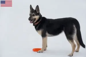 Read more about the article Hodowca owczarków wschodnioeuropejskich i szczenięta w USA